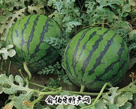 西瓜
