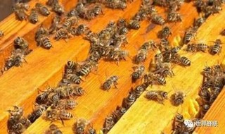 蜜蜂病害的预防与治疗