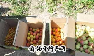 特克斯苹果