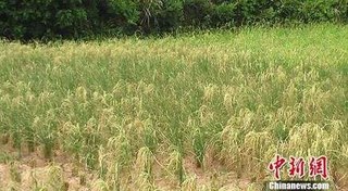 世界上最早种植水稻的国家是？