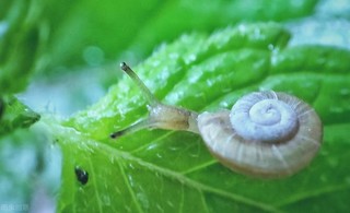 蜗牛是害虫吗？