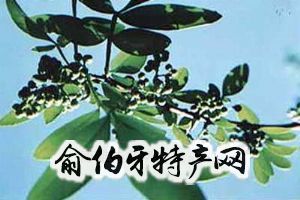 鲁甸青花椒