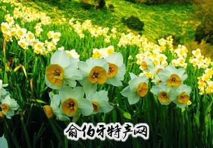 崇明水仙花