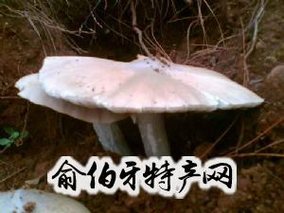 罗平鸡枞