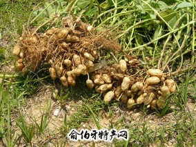 大悟花生