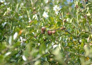 枣阳油茶