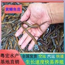 黄鳝苗在哪里可以买到？