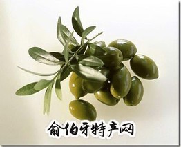 达州油橄榄