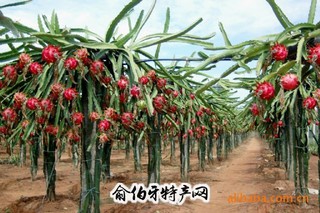罗甸火龙果