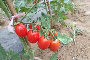 圣女果是转基因西红柿吗？