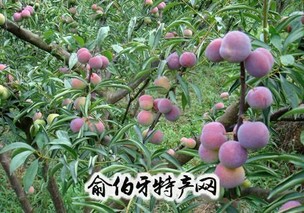 宜宾县茵红李