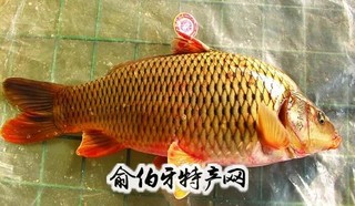 东明黄河鲤鱼