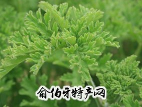 寿州香草