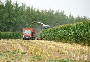 玉米全株青贮的优势(河西走廊玉米制种优势)