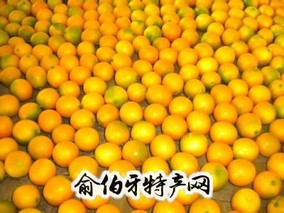 宁波金柑