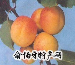 梁山白核杏