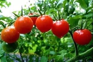 西红柿上的农药如何去除？怎么辨别催熟的西红柿？
