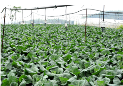 贵州部署蔬菜秋冬种生产工作