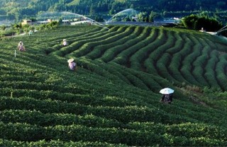 漳平高山茶