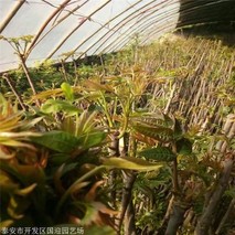 香椿种植技术与管理方法