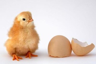 什么鸡蛋永远孵不出小鸡？