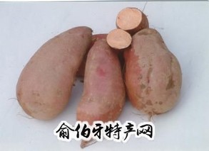 郸城红薯