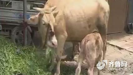 母牛生小牛前的征兆有哪些 母牛生产怎么助产