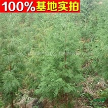 日本柳杉几年开花？日本柳杉的花期