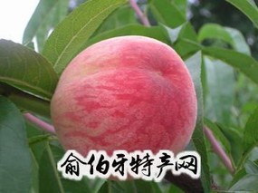 白花桃