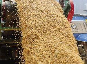 山东已有10市启动小麦*收购价收购