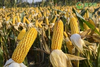 9月干玉米价格多少钱一斤？