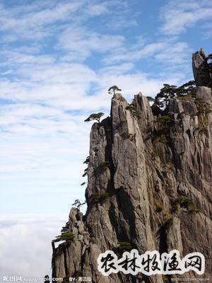 【来源】为景天科植物黄花岩松或红花岩松的全草.