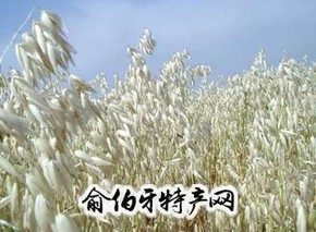 乌盟莜麦