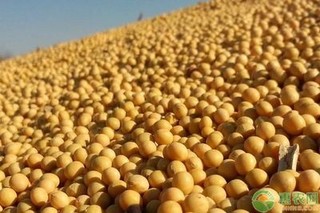 今日全国大豆价格多少钱一斤？