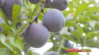 浙江宁波小蛏子撬动乡村振兴大产业