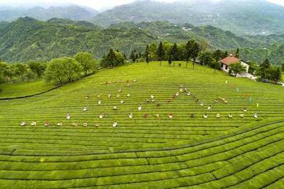 中国茶旅大会*落户宜昌五峰