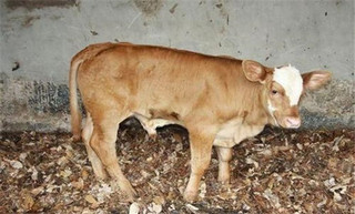 春季养牛严防三种病 腹泻、流行性感冒与牛肺疫