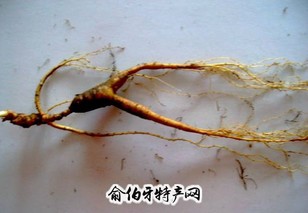 宽甸石柱人参