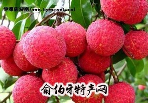 乌石荔枝