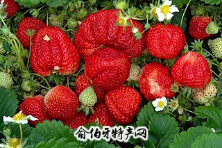 夏家村草莓