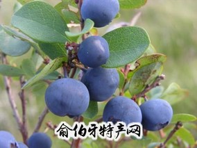 乡城蓝莓