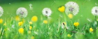 蒲公英是不是花？