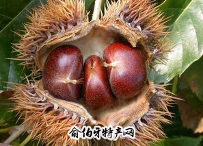 东源板栗