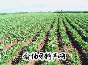 大庆大同板蓝根