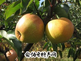 东宁苹果梨