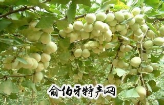 小悟银杏