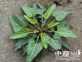 犁头草的功效与作用