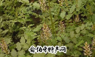 麻黄草、甘草