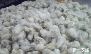 棉籽价格继续上涨棉油棉粕同步走高