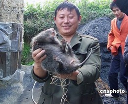 专家为南通市民捕获外来生物麝鼠支招：饲养或食用都可以